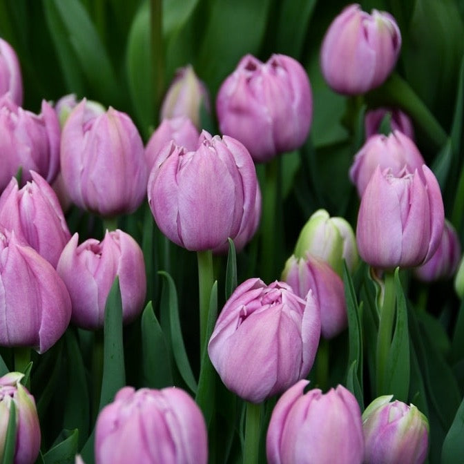 Tulip Katinka Pack of 20