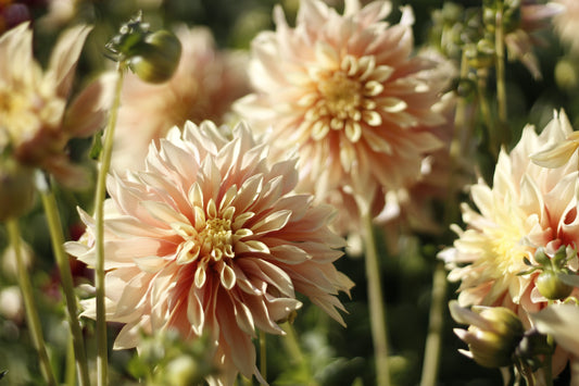 tyrell, dahlias, dahlia tubers
