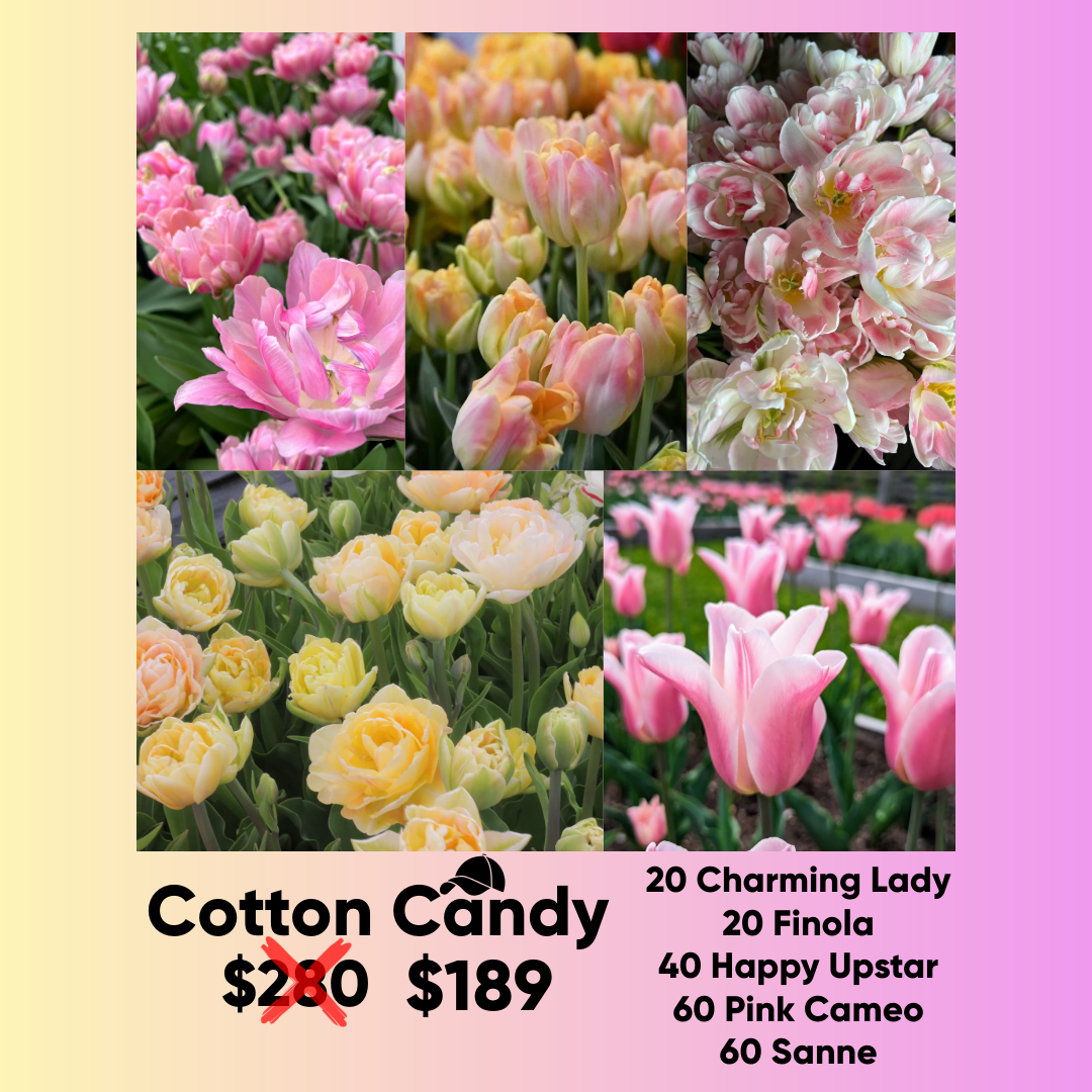 Bundle - Cotton Candy - Pack of 200 bulbs