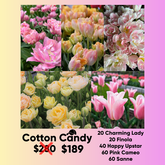 Bundle - Cotton Candy - Pack of 200 bulbs