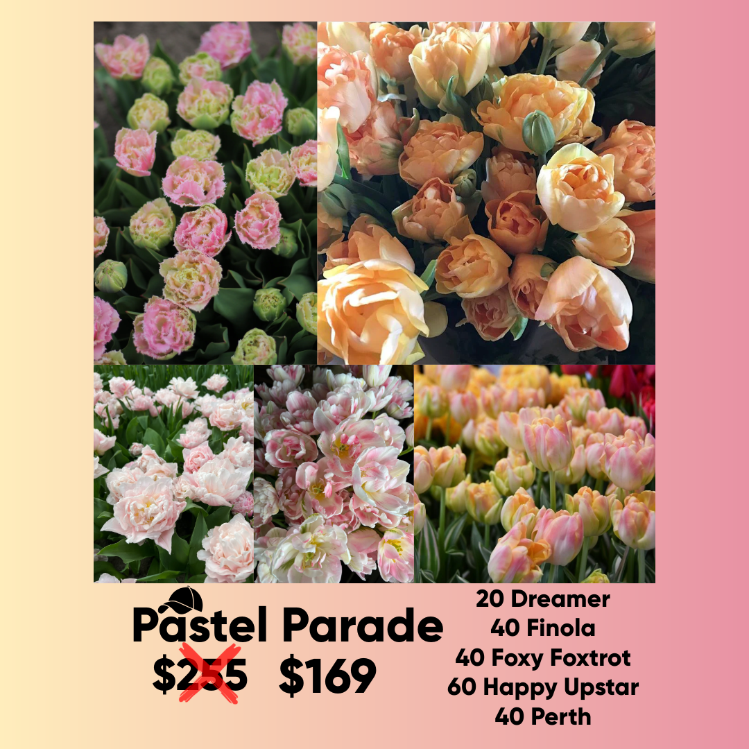 Bundle - Pastel Parade - Pack of 200 bulbs