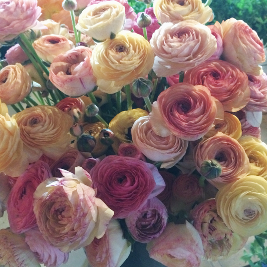 Ranunculus Pastel Mix Pack of 20