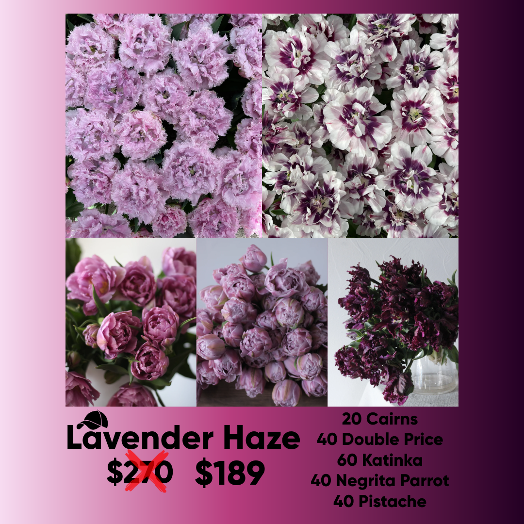 Bundle - Lavender Haze - Pack of 200 bulbs