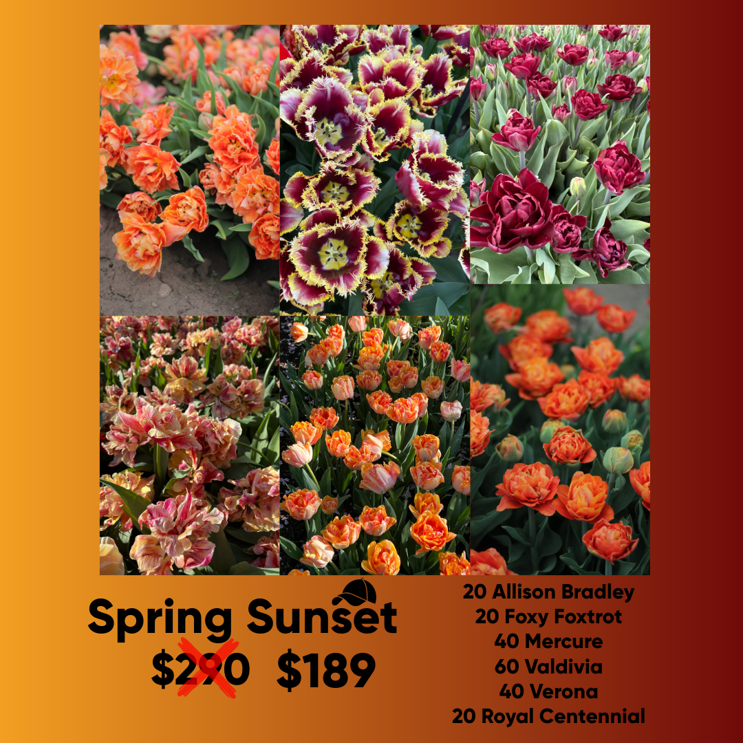 Bundle - Spring Sunset - Pack of 200 bulbs