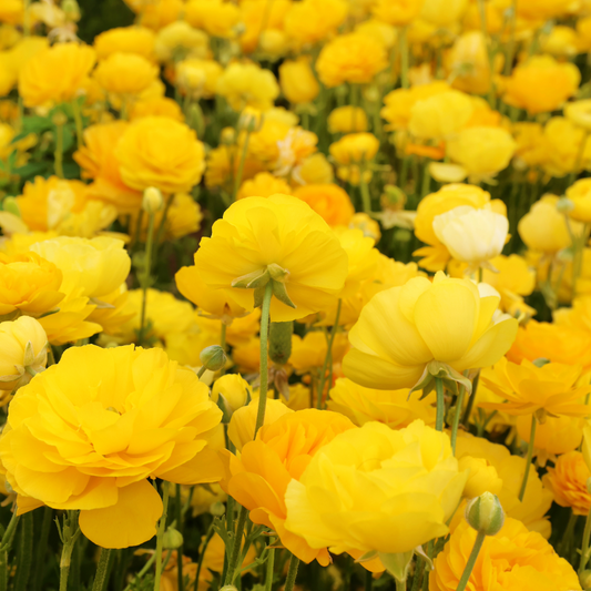 Ranunculus Gold - Pack of 20
