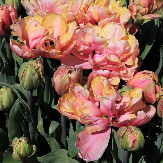 Tulip Pink Star Pack of 20