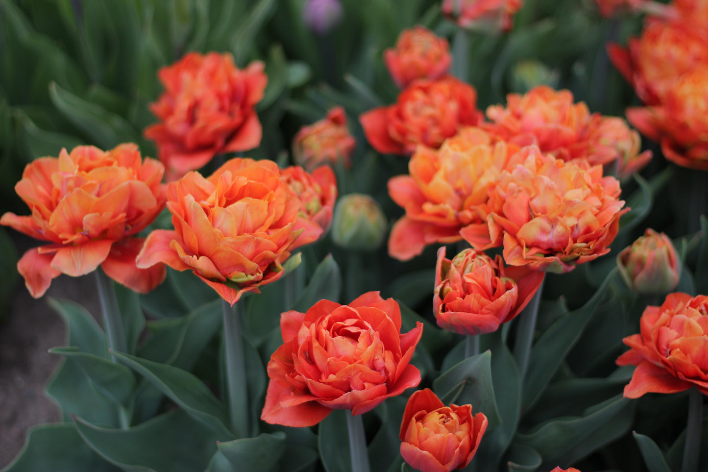 Tulip Valdivia - Pack of 20