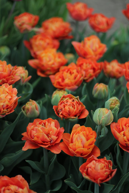 Tulip Valdivia - Pack of 20