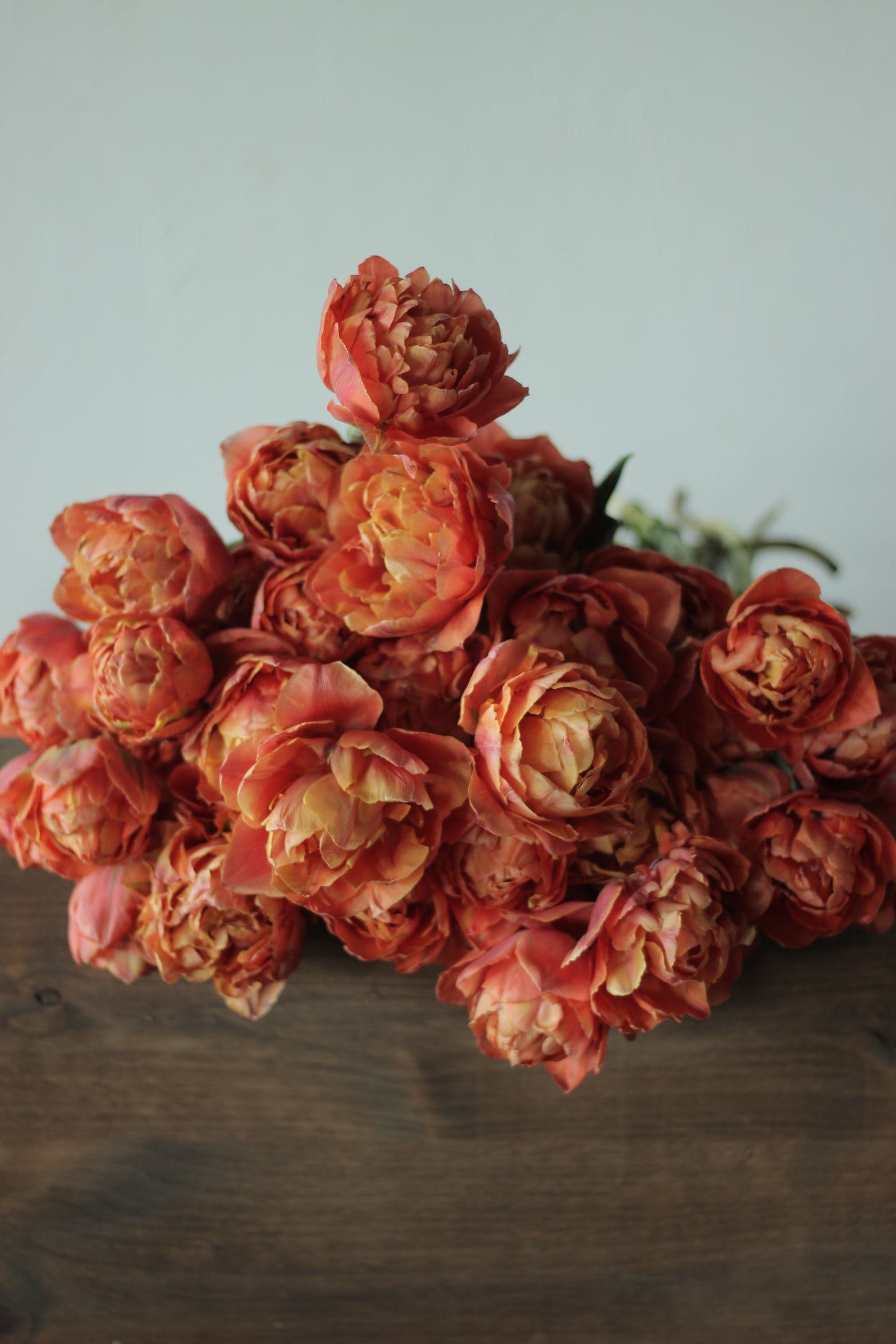 Tulip Valdivia - Pack of 20