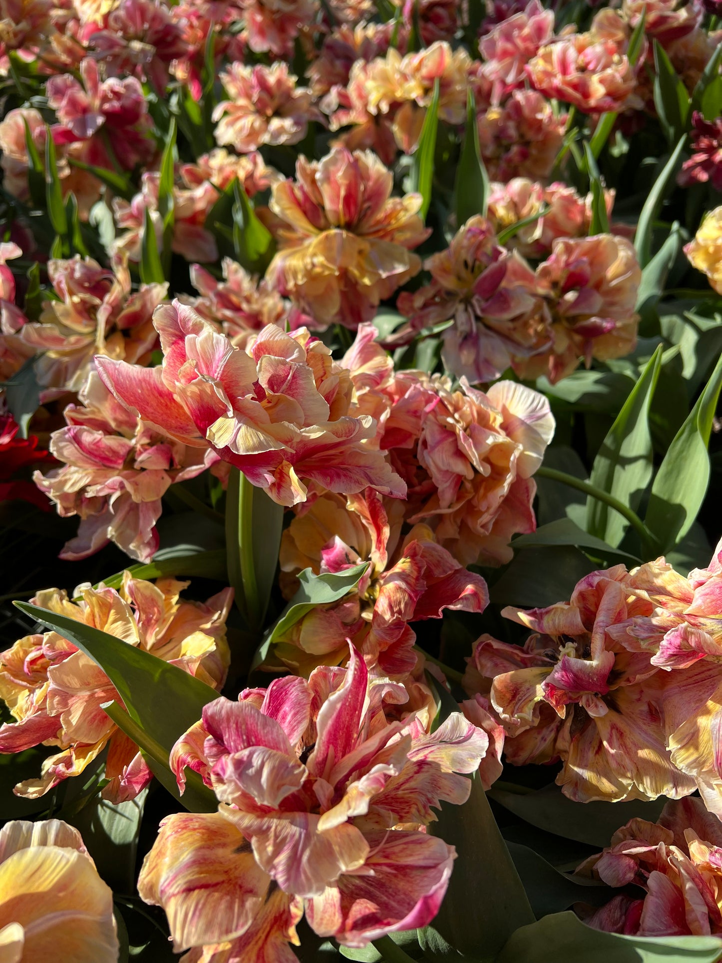 Tulip Verona Sunrise - Pack of 20
