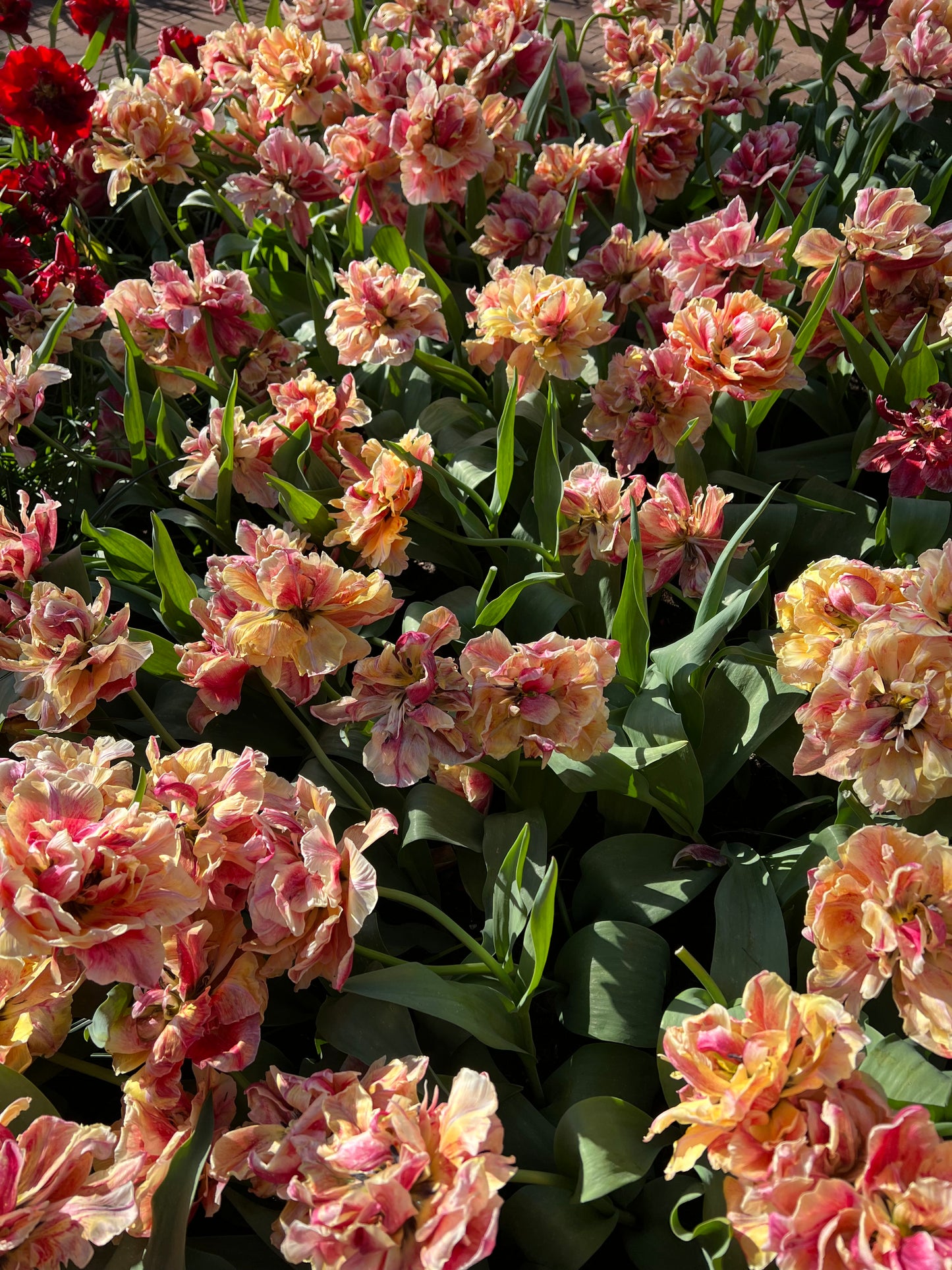 Tulip Verona Sunrise - Pack of 20