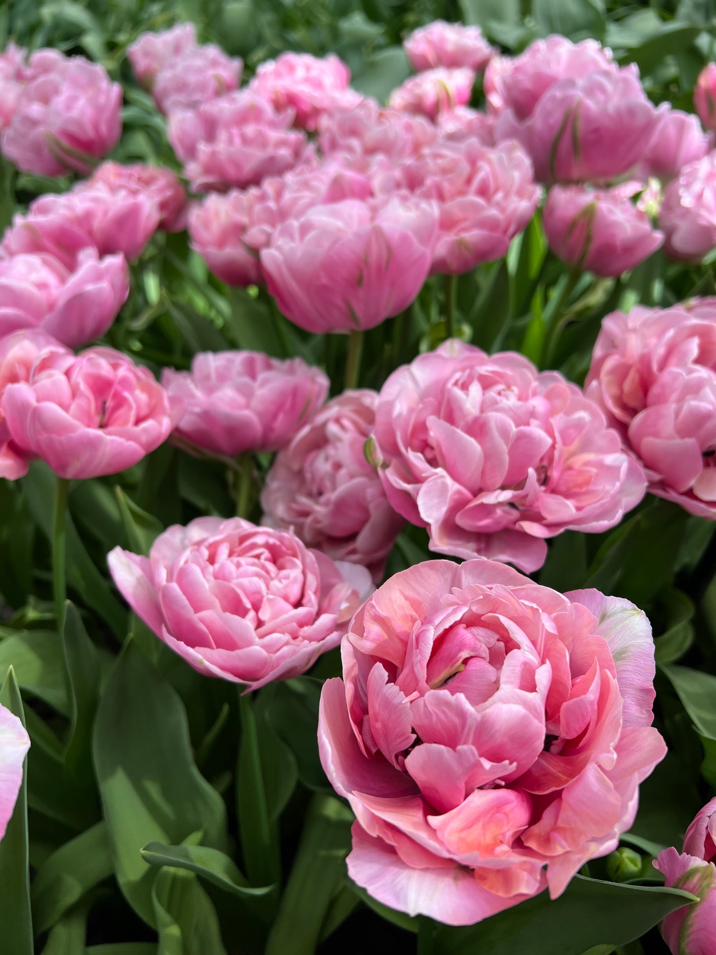 Tulip Amazing Grace - Pack of 20