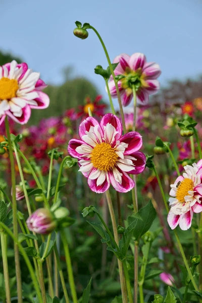 Dahlia Bumble Rumble