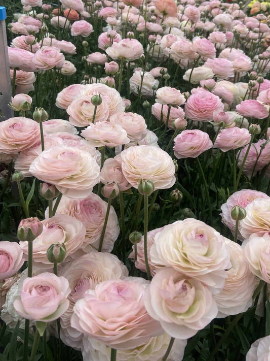 Ranunculus Romance Seine Pack of 5