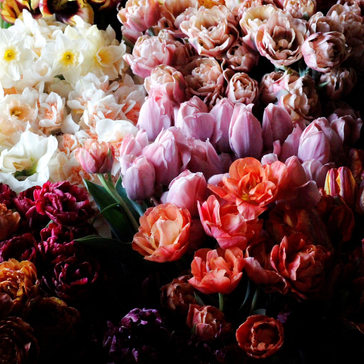The Flower Hat Surprise - 100 Assorted Bulbs