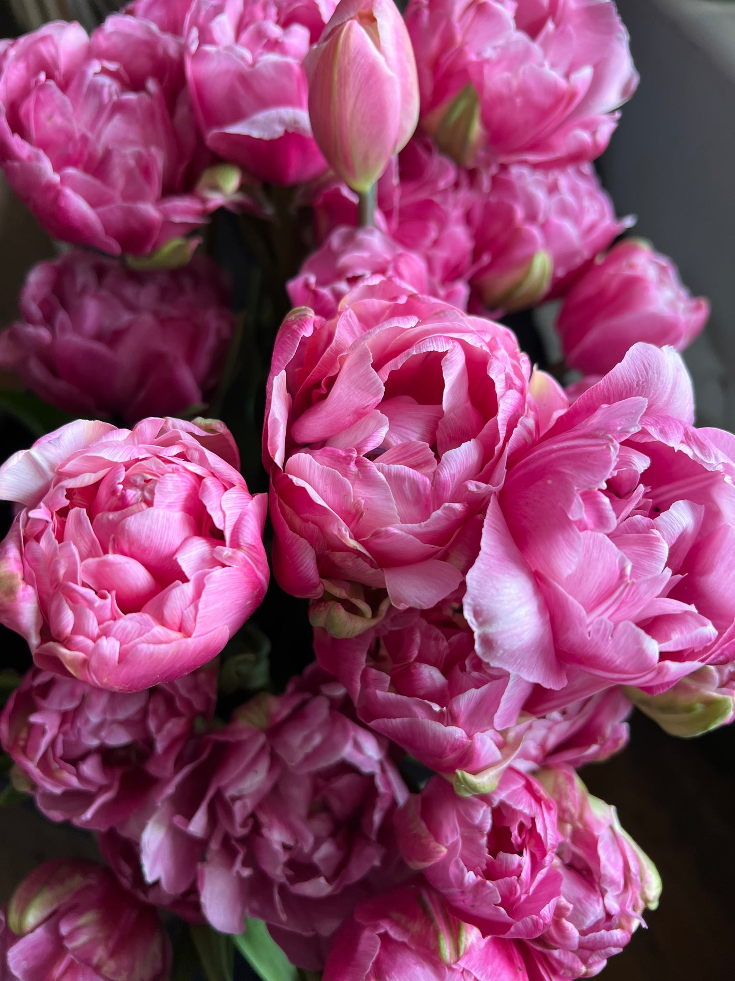 Tulip Amazing Grace - Pack of 20