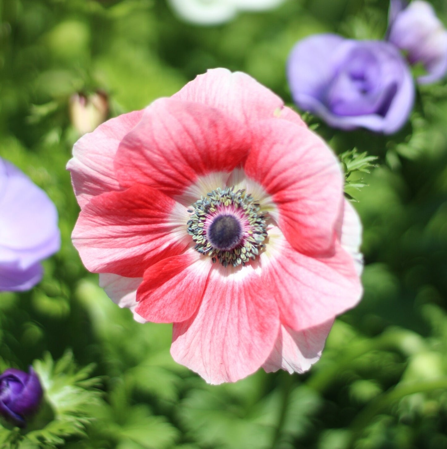 Anemone Red & White Pack of 20