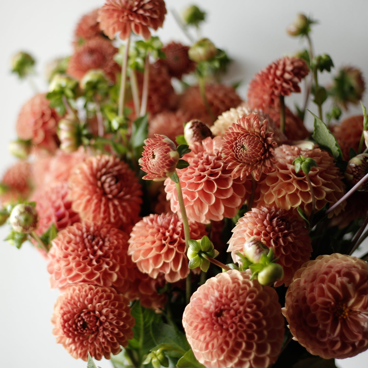 cornel bronze, dahlias, dahlia tubers