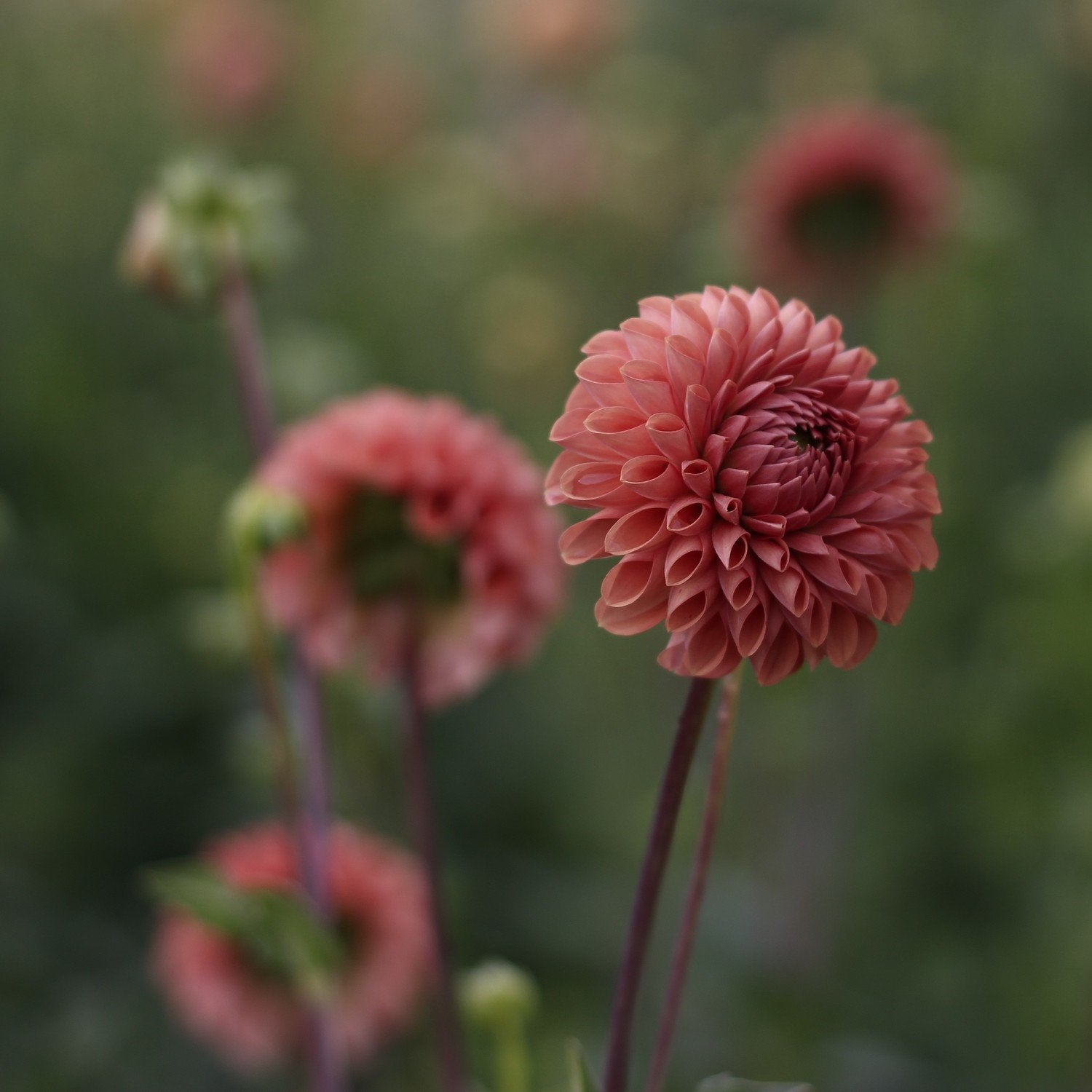 cornel bronze, dahlias, dahlia tubers