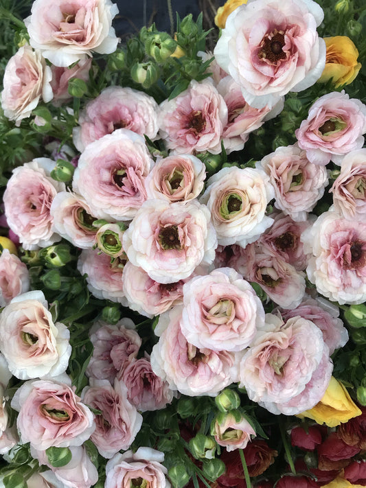 ranunculus, butterfly, ariadne, fall bulbs