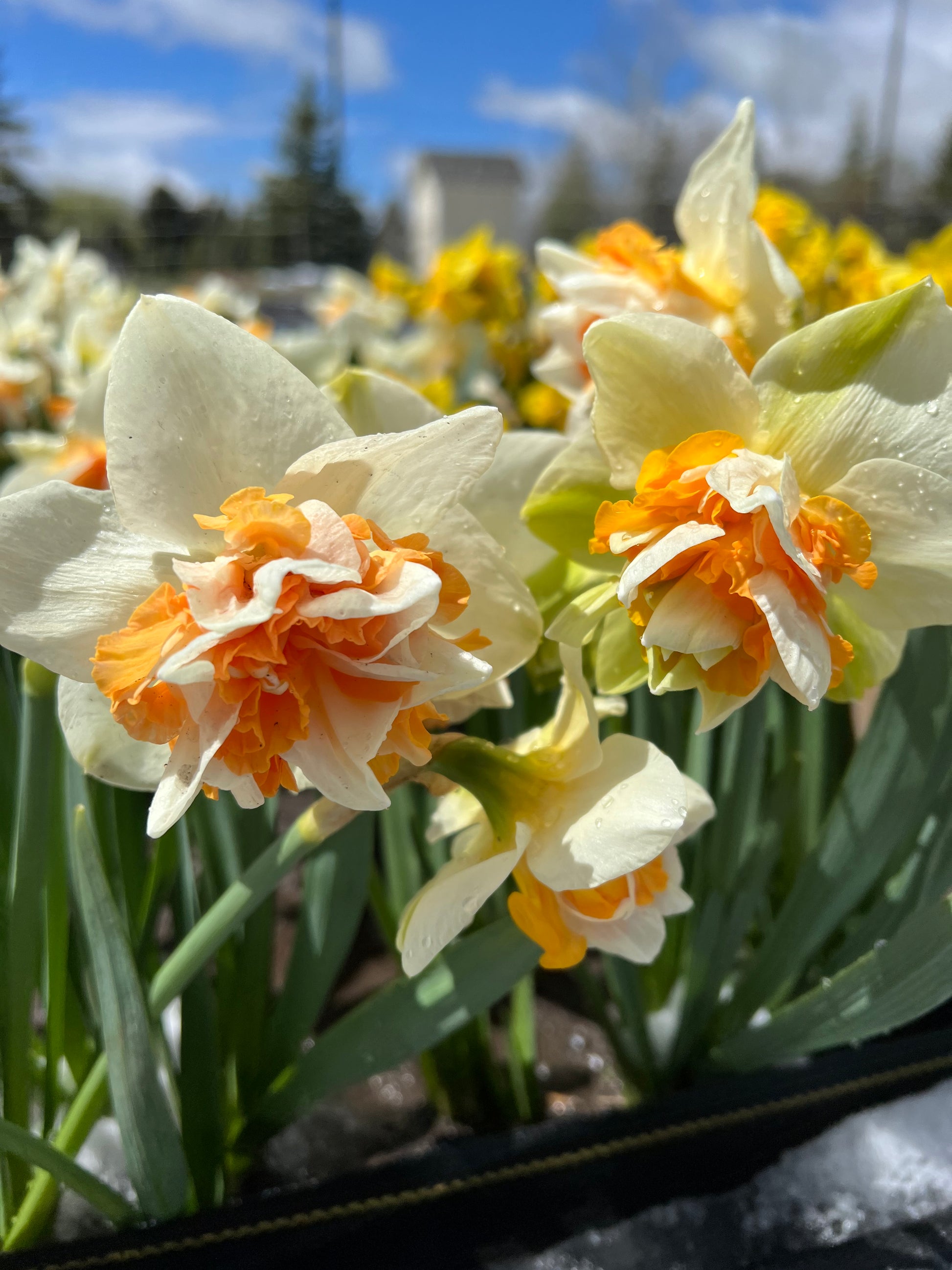 Extravaganza, daffodil, fall bulbs