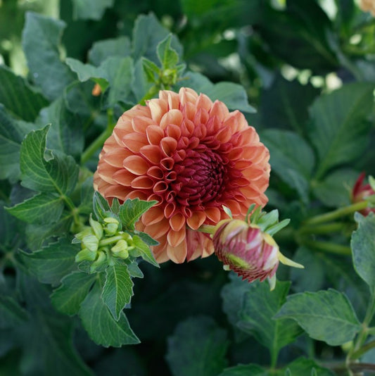 rusty d, dahlia, dahlia tubers