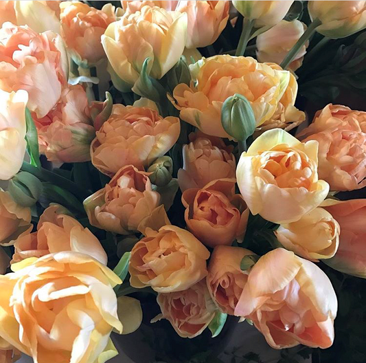 Tulip Foxy Foxtrot Pack of 20