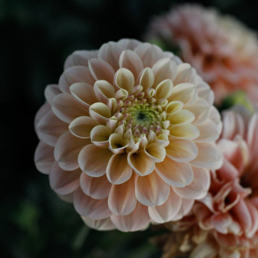 french doll, dahlias, dahlia tubers