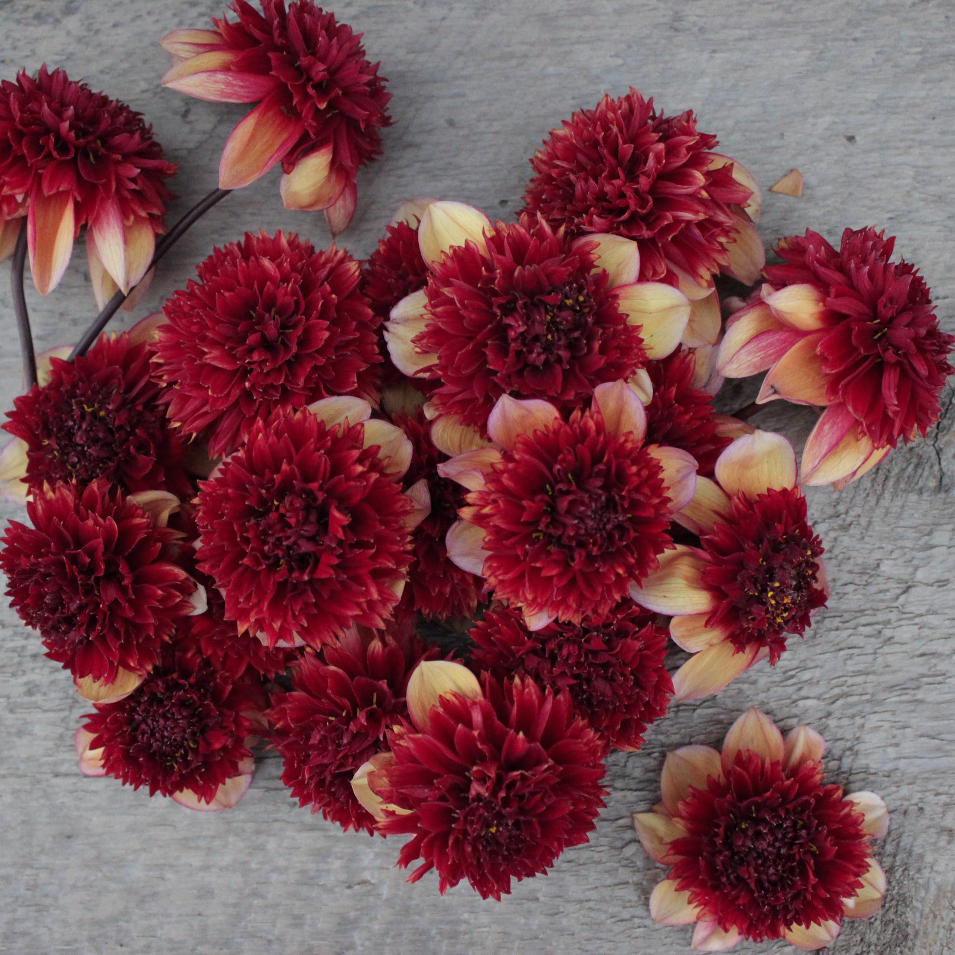 gitty up, dahlias, dahlia tubers