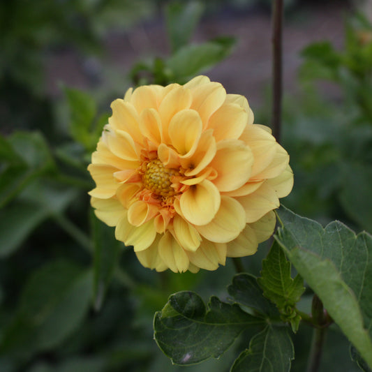 golden scepter, dahlias, dahlia tubers