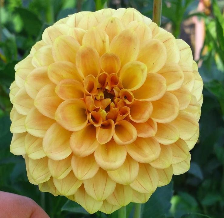 golden scepter, dahlias, dahlia tubers