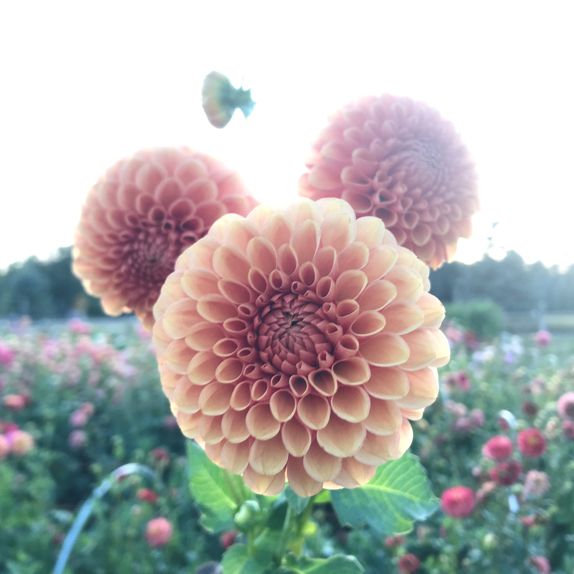hy suntan, dahlia, dahlia tubers