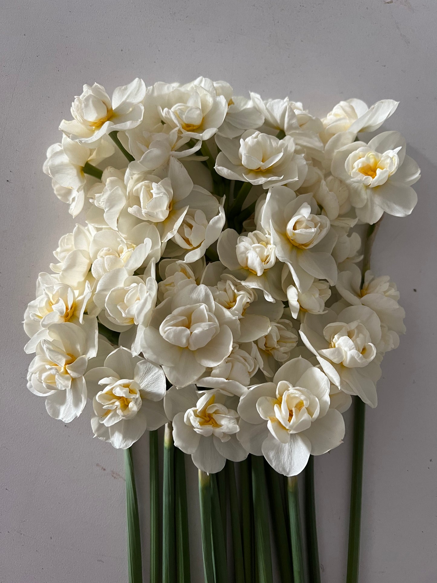 Bridal Crown, Daffodil, fall bulbs