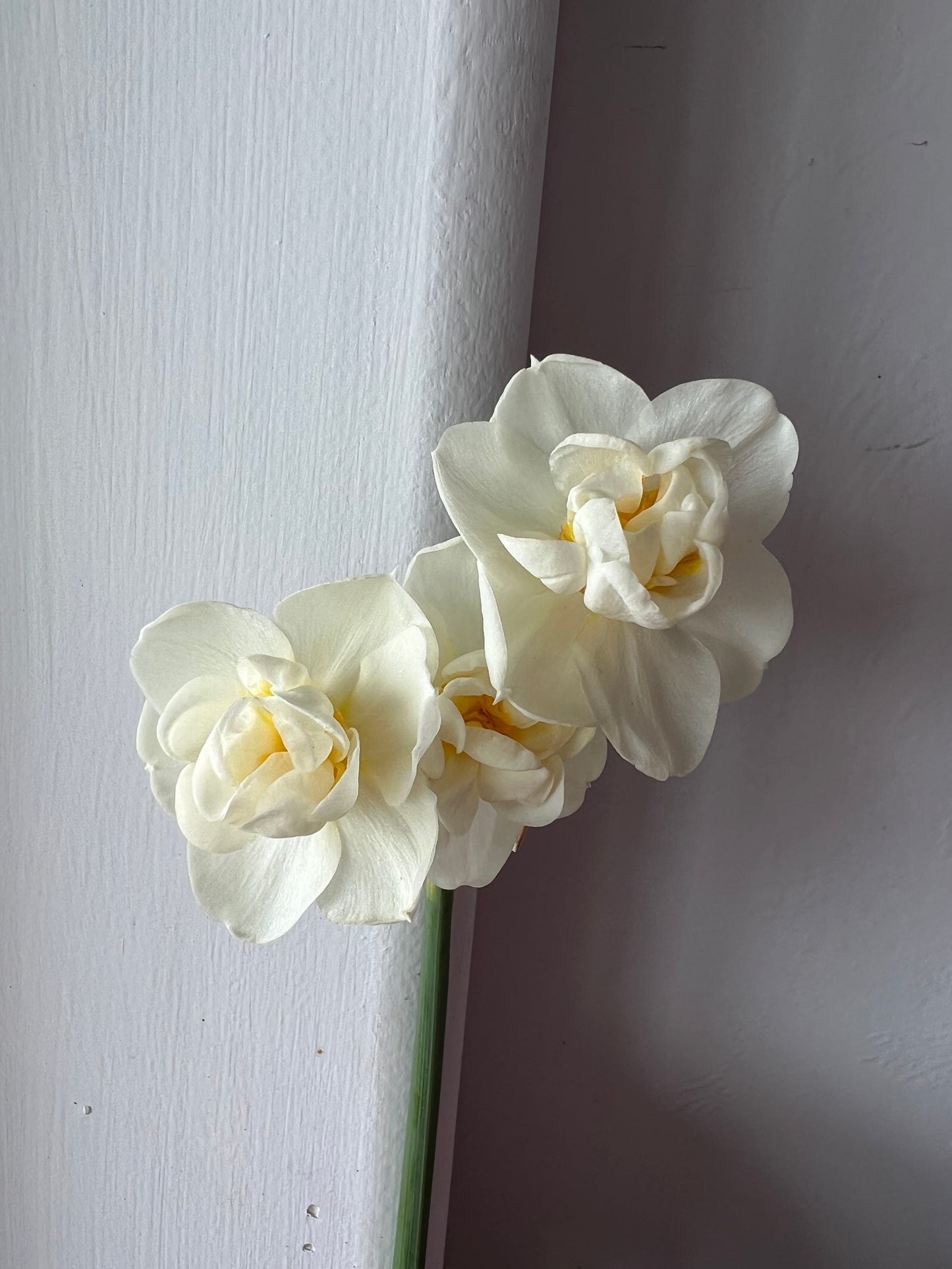 daffodil, bridal crown, fall bulbs