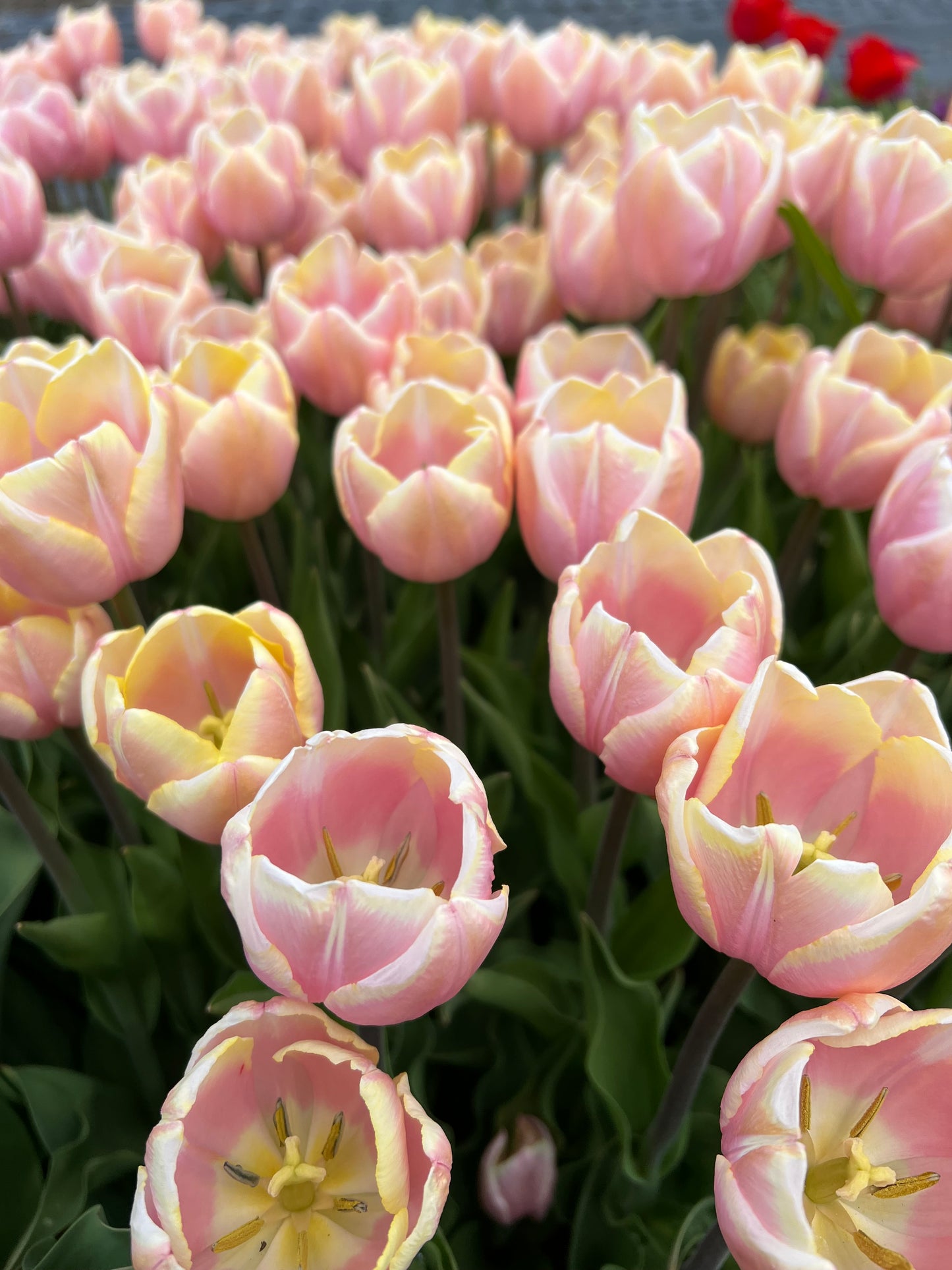 Tulip Mango Charm Pack of 20