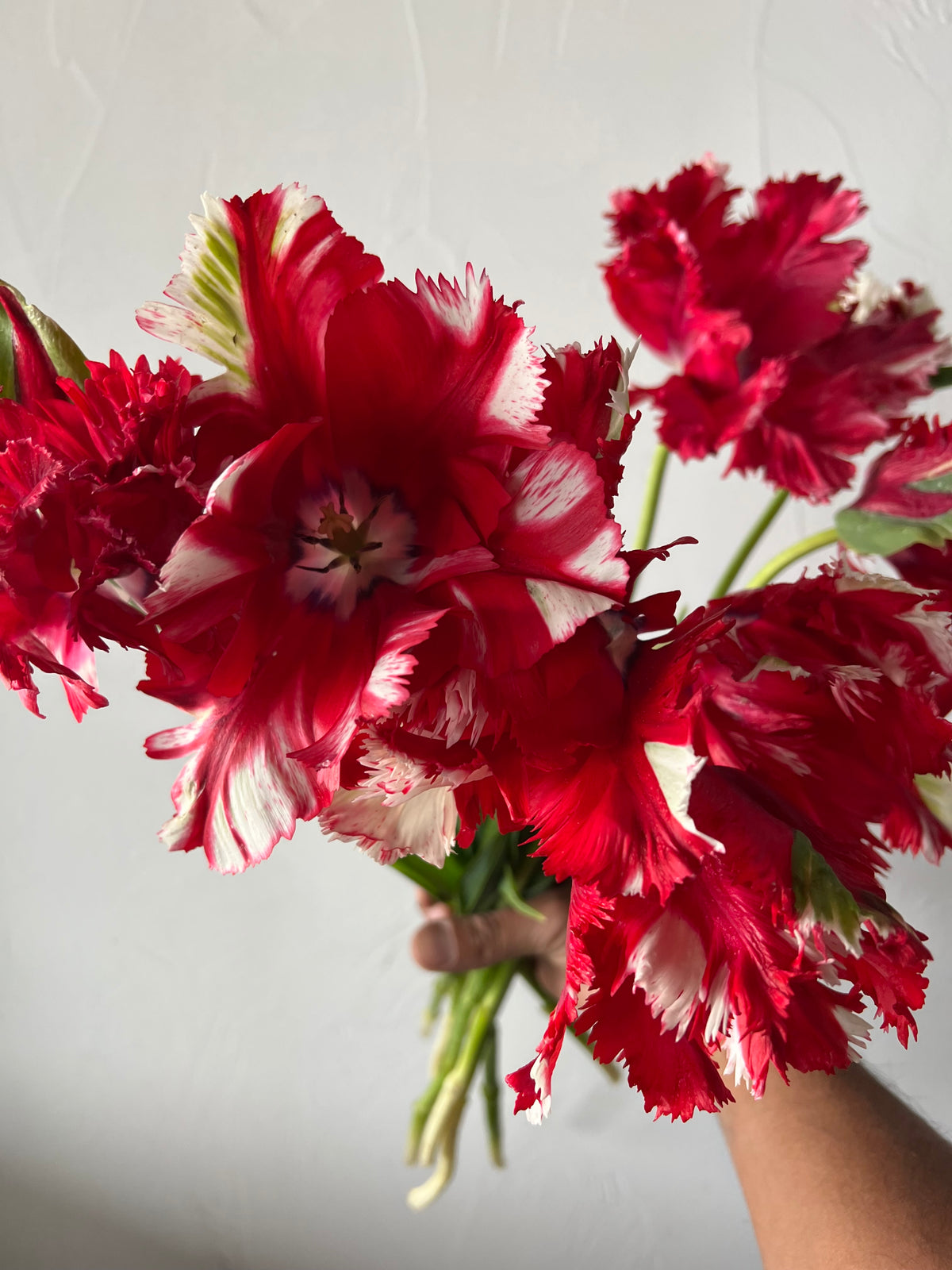 Tulip Estella Rijnveld Pack of 20