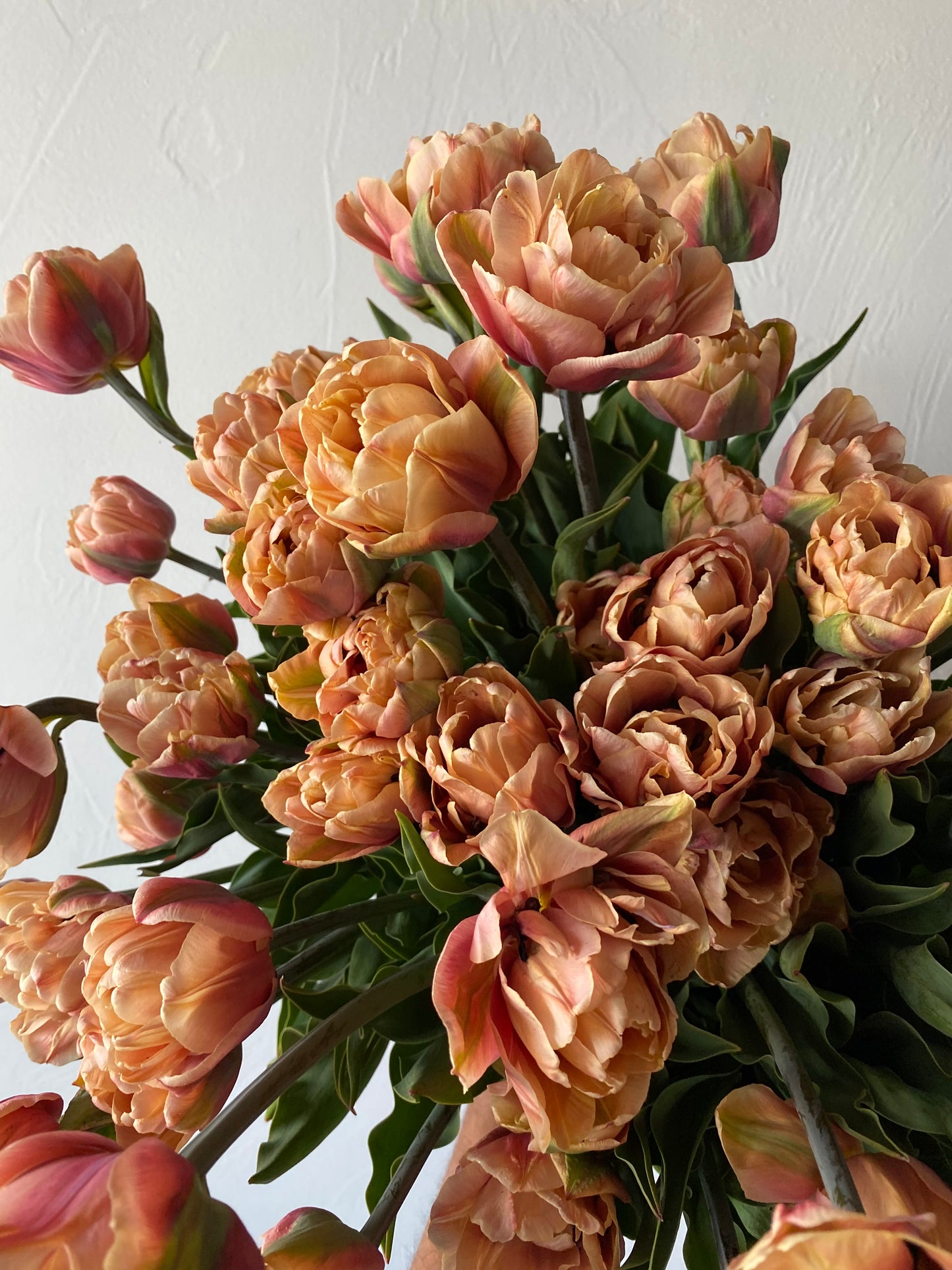 Tulip La Belle Epoque Pack of 20