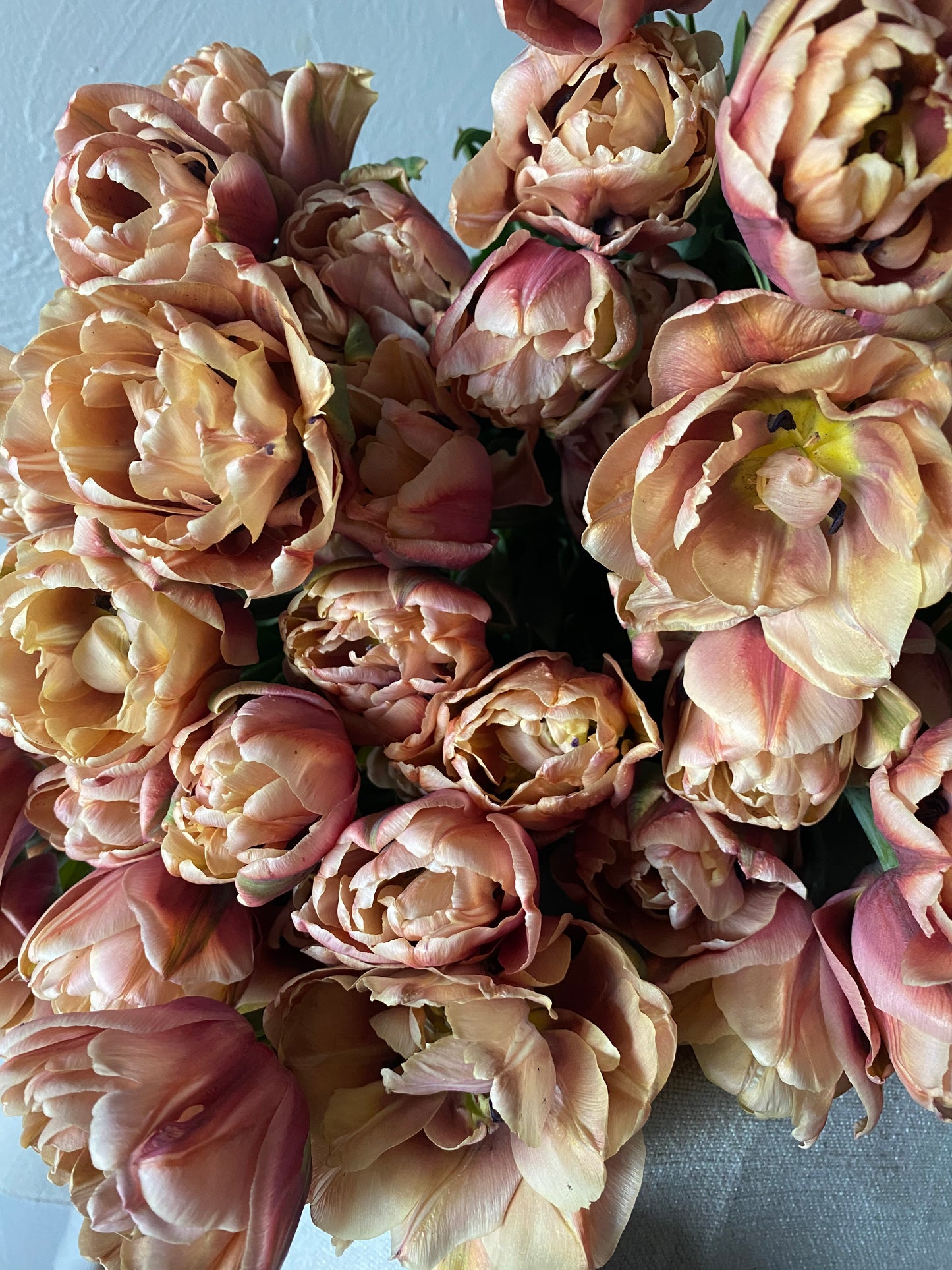 Tulip La Belle Epoque Pack of 20