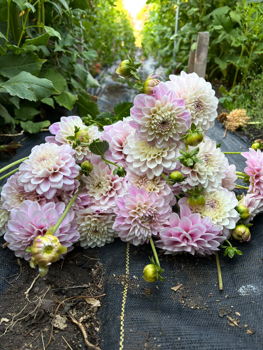 janicks symphony, dahlia, dahlia tubers