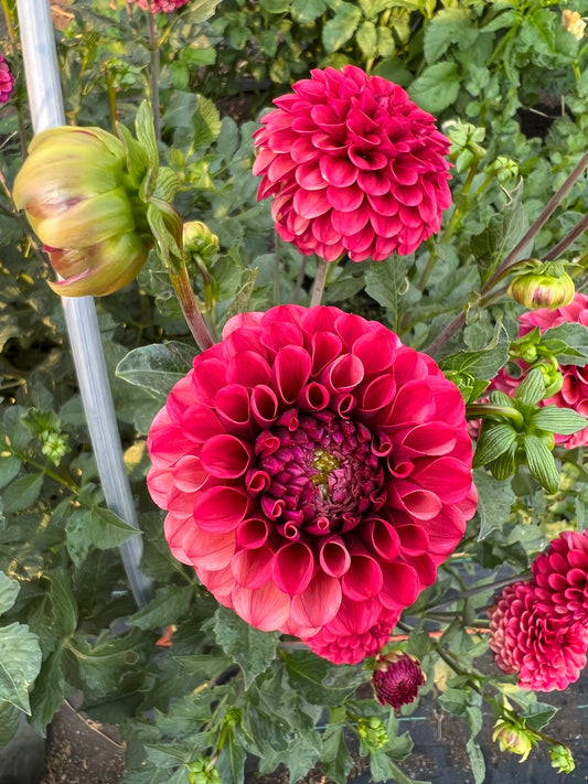 mission gypsy, dahlia, dahlia tubers