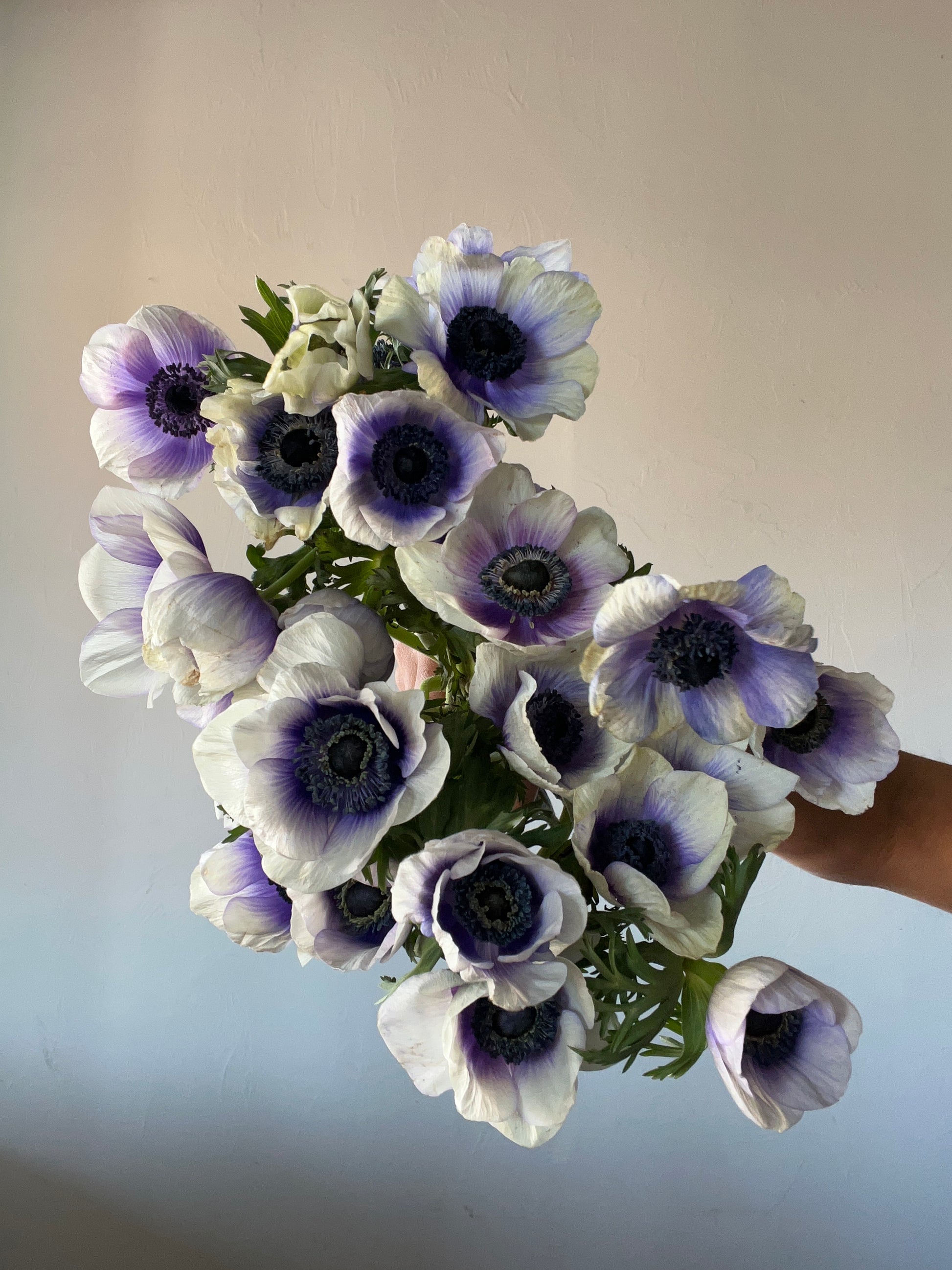 anemone pastel violet, anemone, fall bulbs