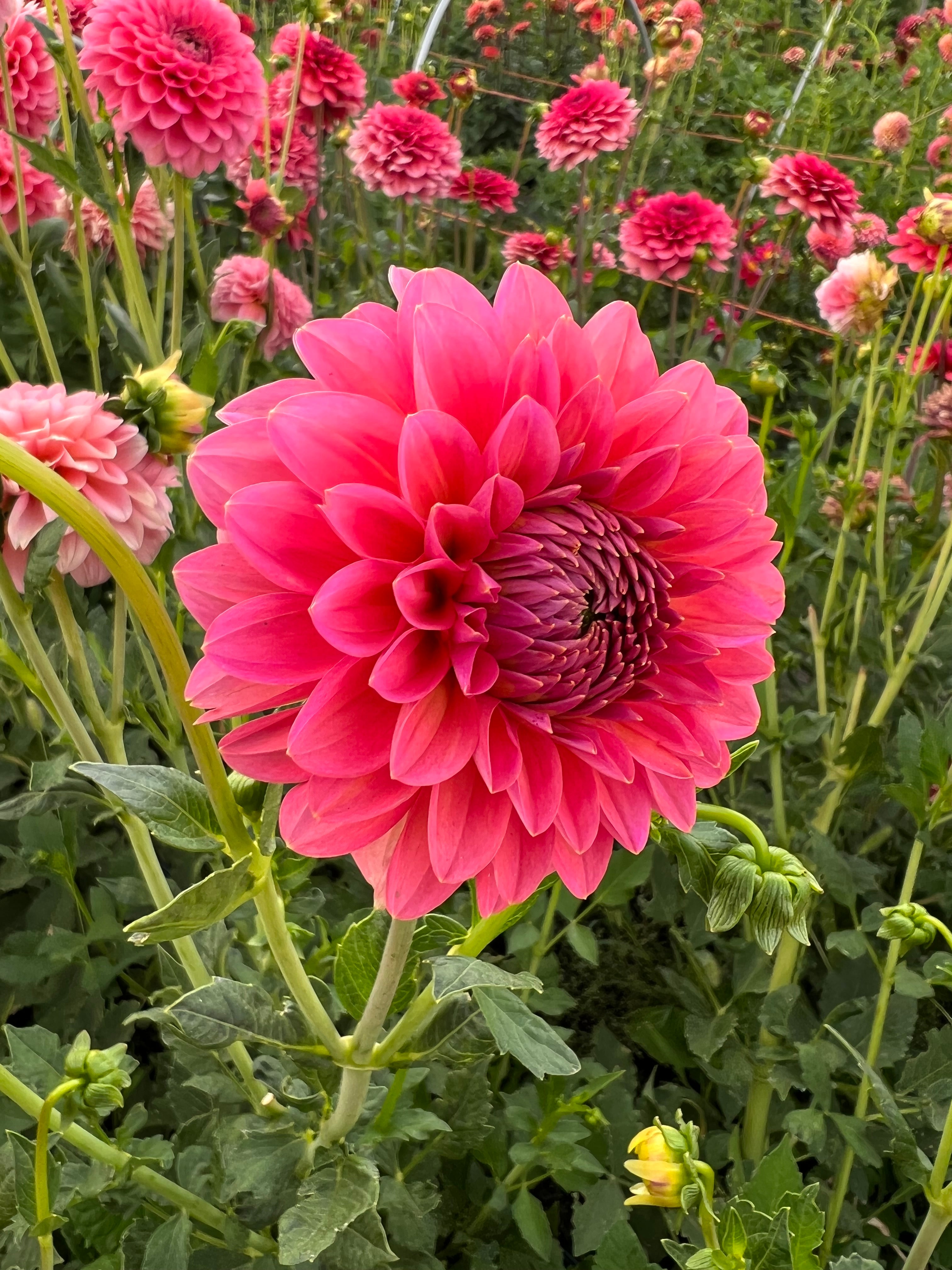 Dahlia Tubers – Page 4 – The Flower Hat