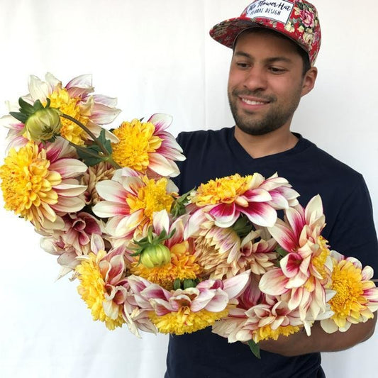 polka, dahlias, dahlia tubers