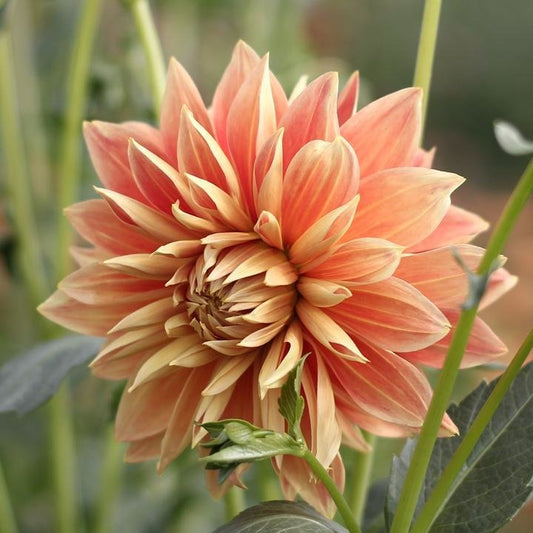 punkin spice, dahlias, dahlia tubers