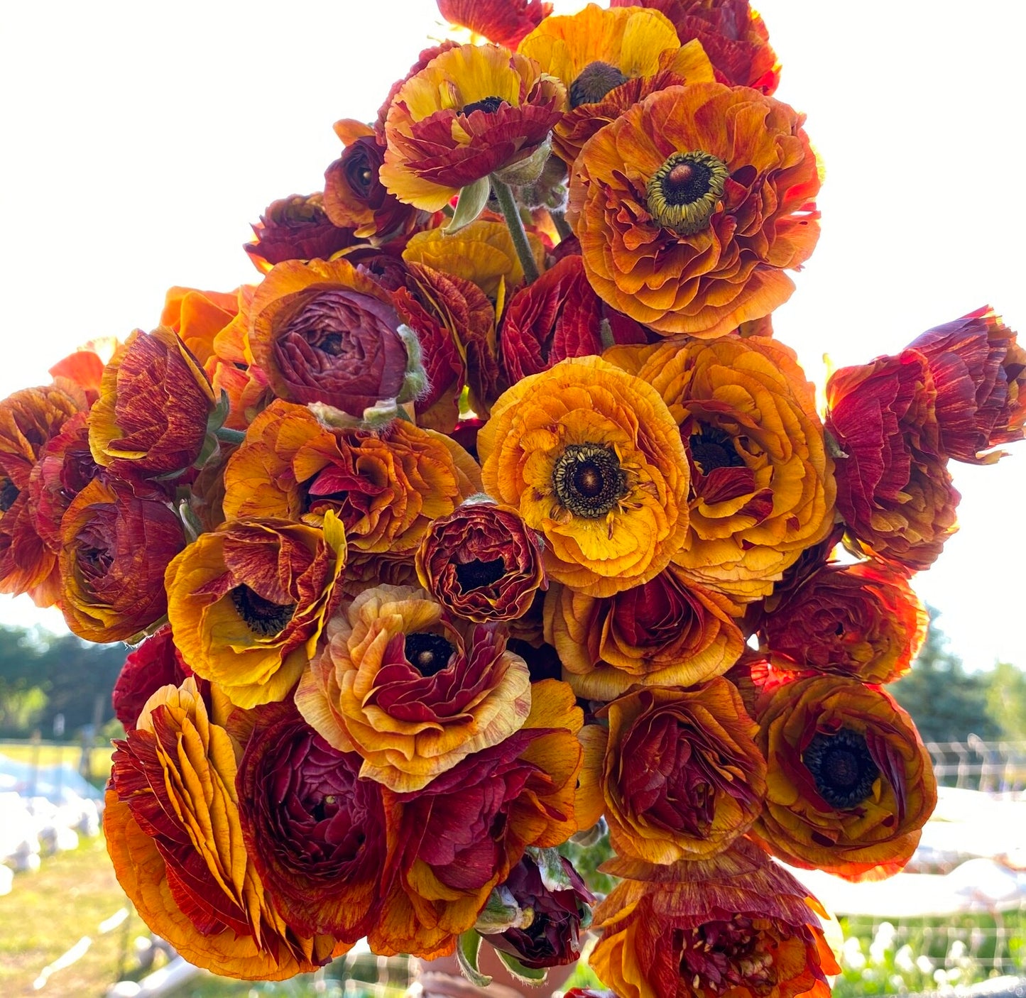 cafe, fall bulbs, ranunculus, 