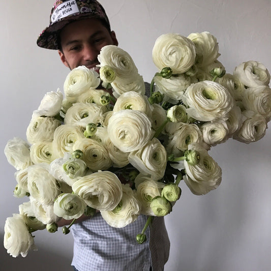 Ranunculus White Pack of 20