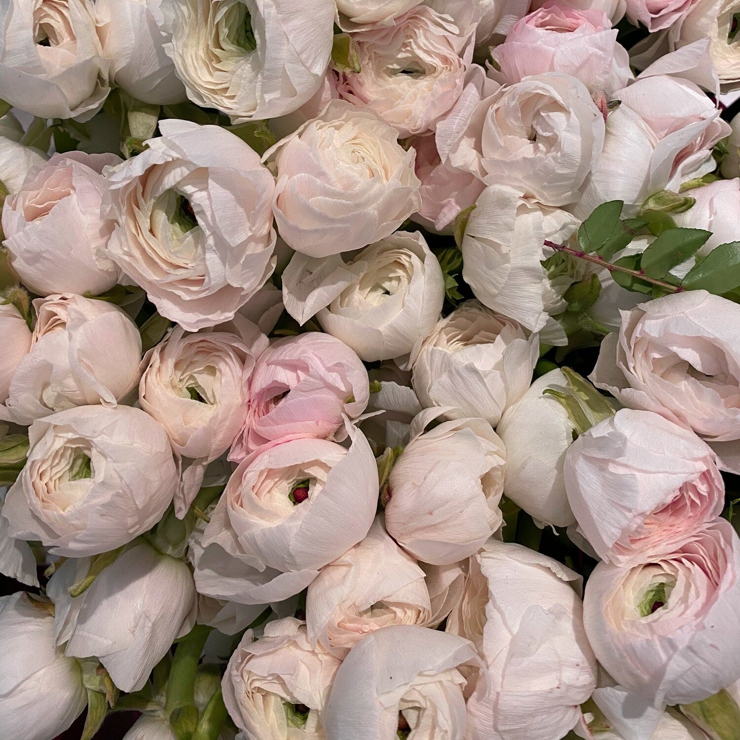 chamallow, fall bulbs, ranunculus, 