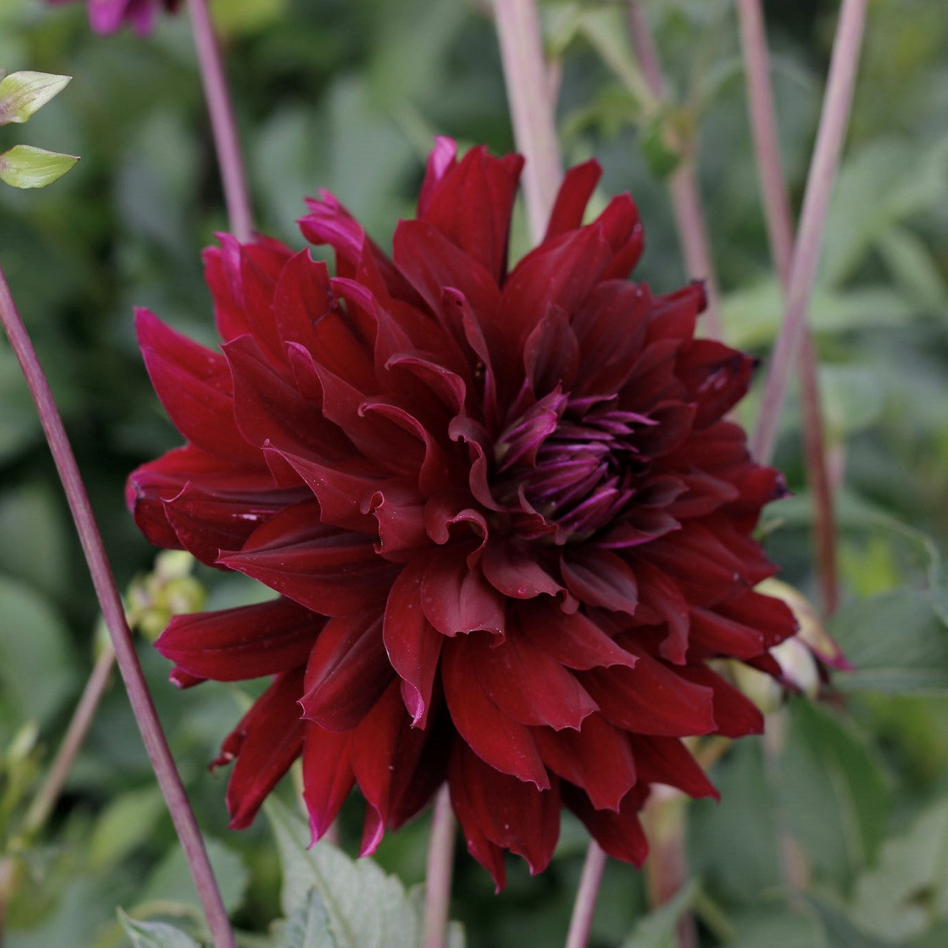 rip city, dahlias, dahlia tubers