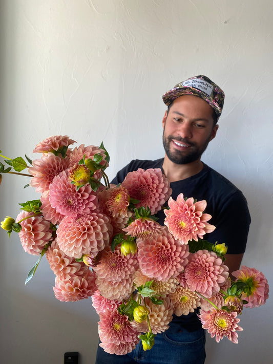 rock run ashley, dahlias, dahlia tubers
