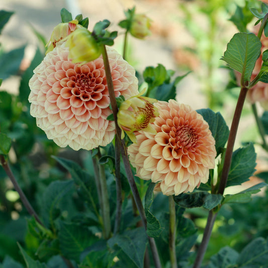 rose toscano, dahlia, dahlia tubers